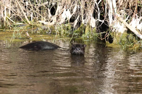 Nature Photography - Otter