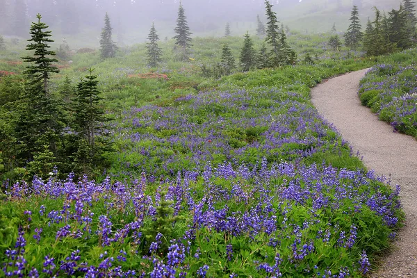Foggy Wildflowers on Mt. Rainier, (3 of 3)
