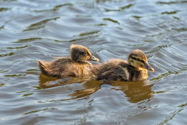 Triatlon