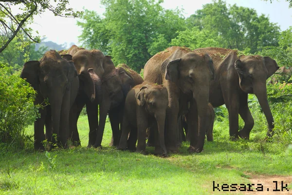 Elephant Herd