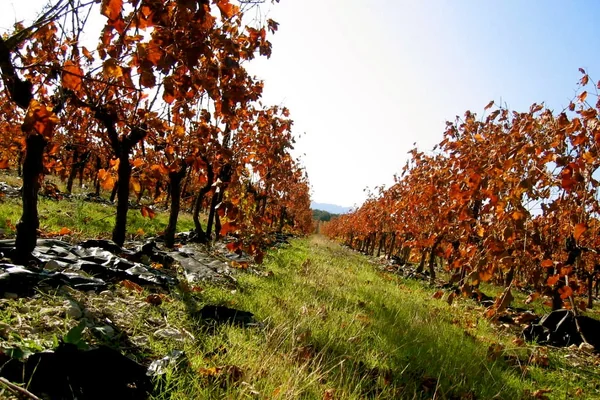 Vineyards