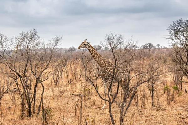Afrika Safari 4