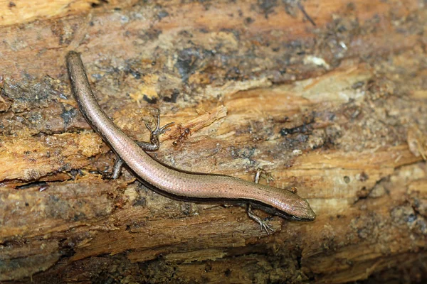 Ground Skink