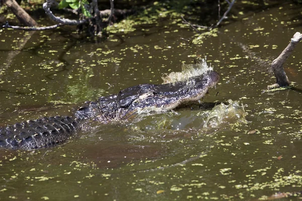 Wildlife Photography - Alligators