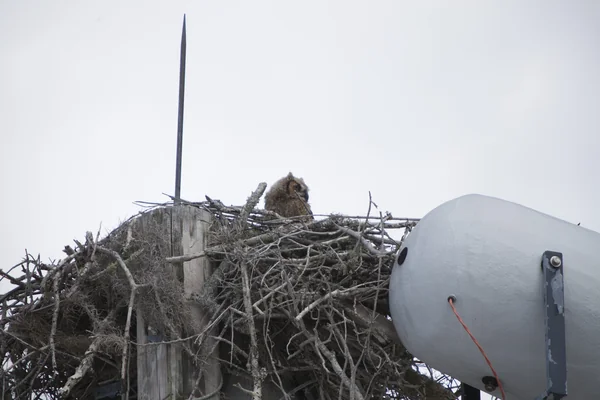 Owl Nest behind TV Building
