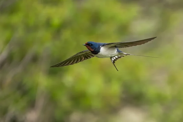 Drone 3