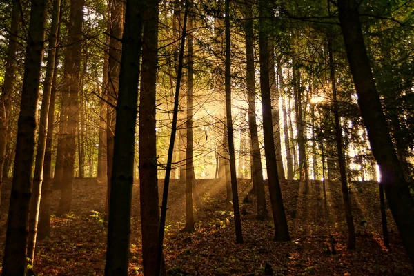 autumn forest