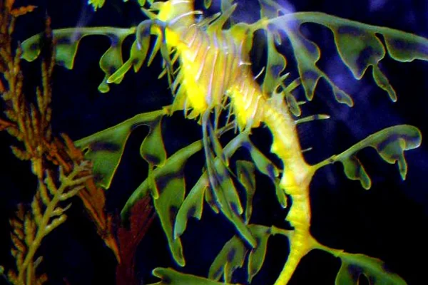 Leafy Seadragon