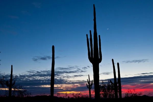 February #conservationlands15 Social Media Takeover: Top 15 Places on National Conservation Lands for Night Sky Viewing