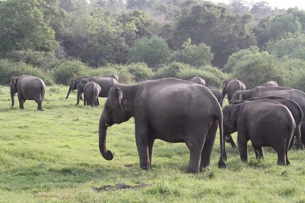 Elephant herd