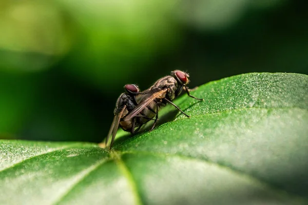 Böcek Makro 3