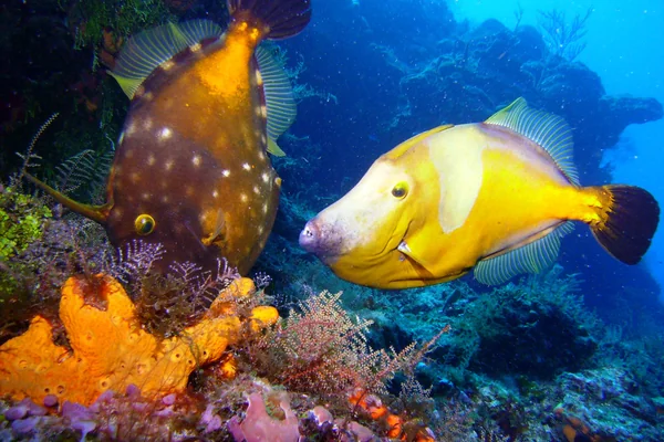 file fish