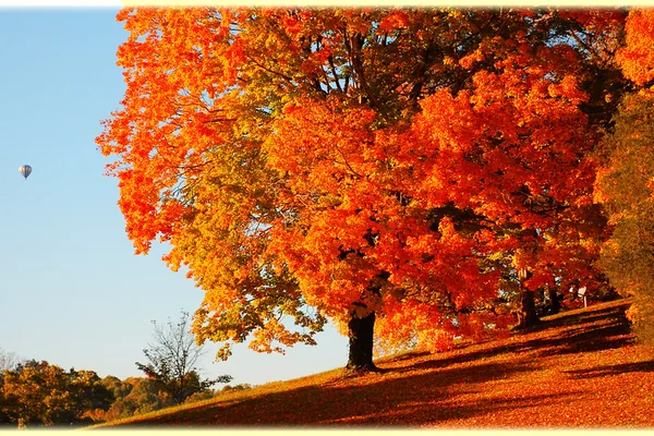 Orange trees autumn forest