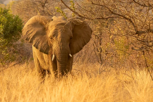 Afrika Safari 2