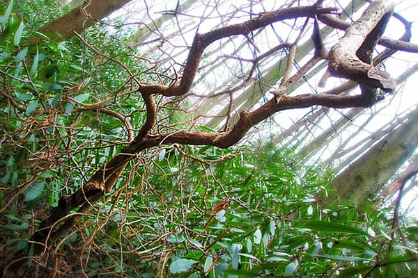 Misty forest and twisting tree |