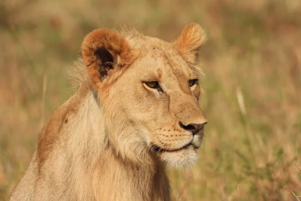 Afrika Safari