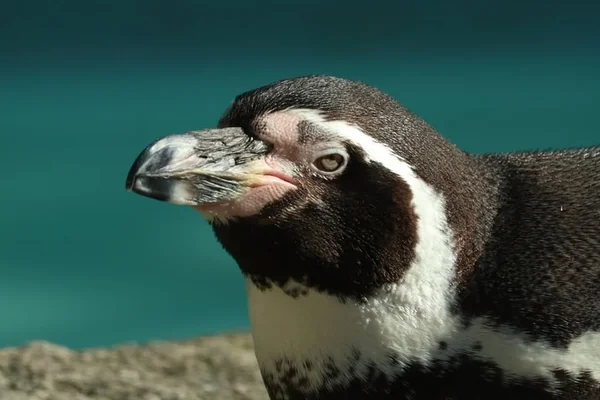 Penguen 5