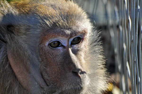 Monkey see the bars on his cage