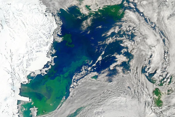 Bloom in the Ross Sea [detail]
