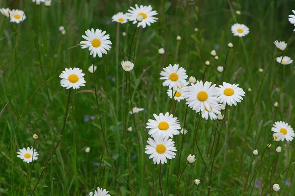 meadow flowers