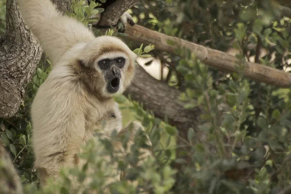 Gibbon - The Lesser Ape - Explore #123 3/24/15