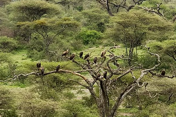 Creative Commons Vultures sitting in a bare tree, safari, africa