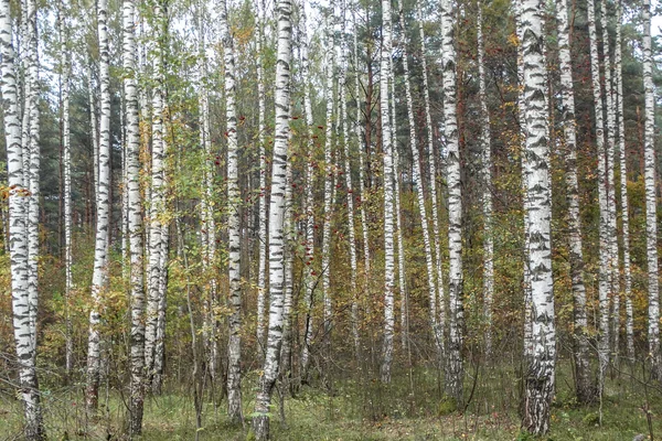 Autumn forest
