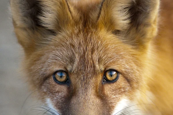 Fox
