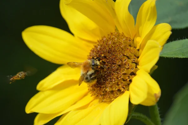 Böcek Makro