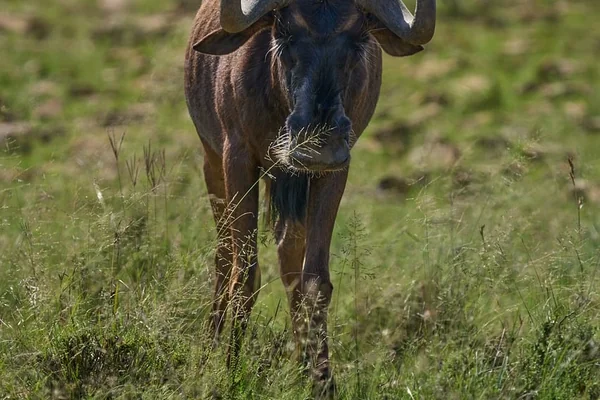 Afrika Safari 2