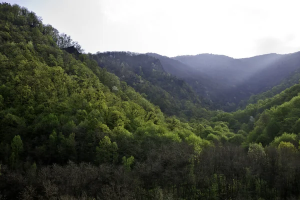 Sun rays over dense green forests