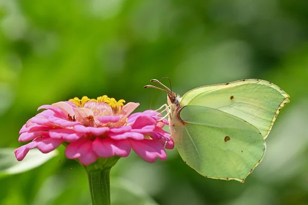 Böcek Makro 5