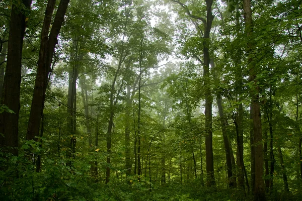 Misty Forest