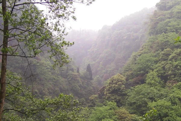 China - Emei Shan 1 - lush misty forest (135959880)