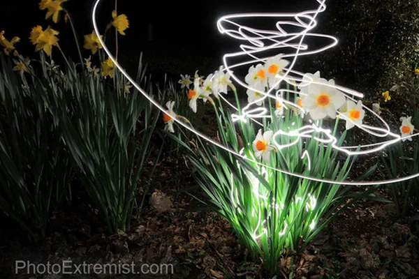 Garden Flowers Light Painting Long Exposure