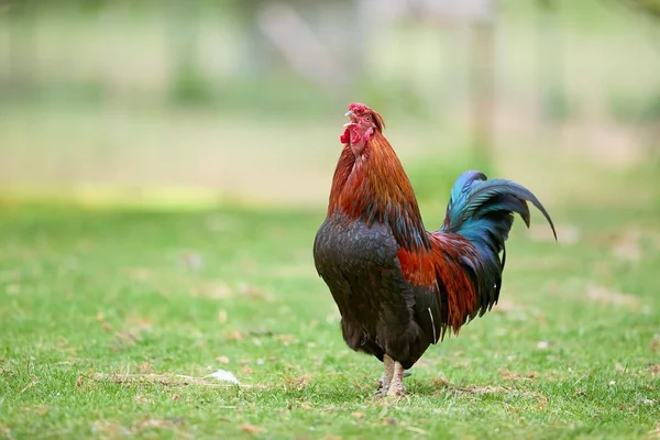 Oynayan Çocuk 4