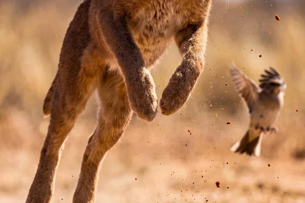 Afrika Safari 4