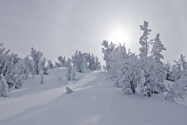 Winter Wonderland