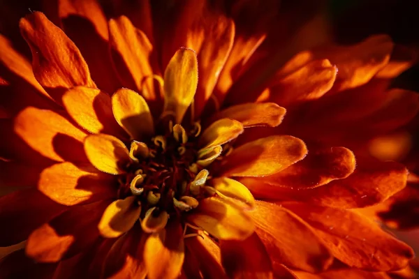 Bokeh Işık 3