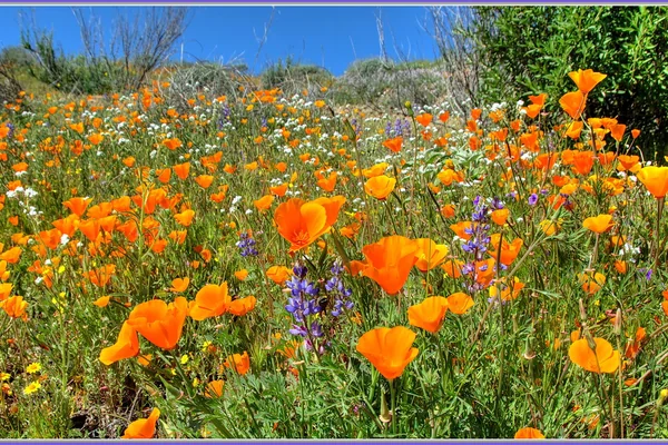 Wildflower Outbreak