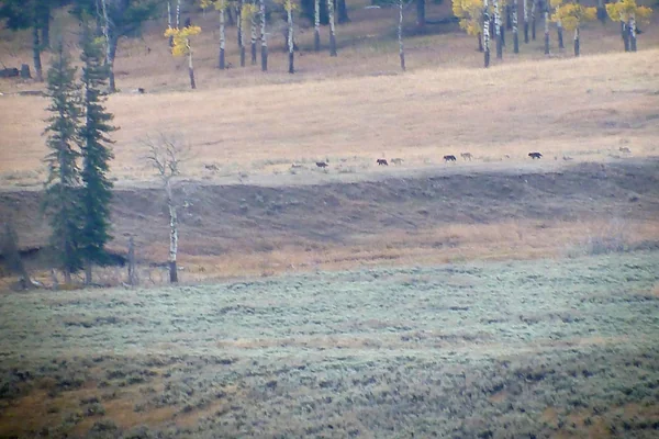 Following the Lamar Valley Wolf Pack in Yellowstone