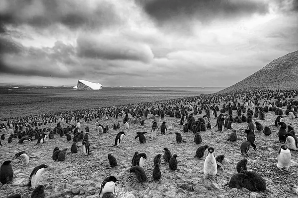 Want to visit with a few hundred thousand penguins? #antarctica