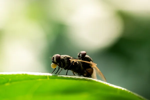 Böcek Makro