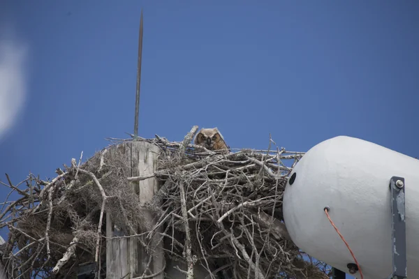 Owl Nest behind TV Building