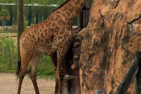 Tampa - Lowry Park Zoo - Safari Africa - Giraffe