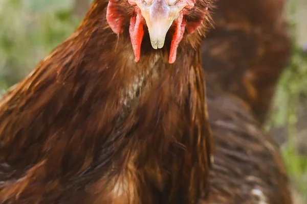 Afrika Vahşi Yaşamı 3