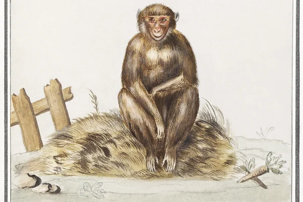 Monkey, Primates (1596&ndash;1610) by Anselmus Boëtius de Boodt. Original from the Rijksmuseum. Digitally enhanced by rawpixel.