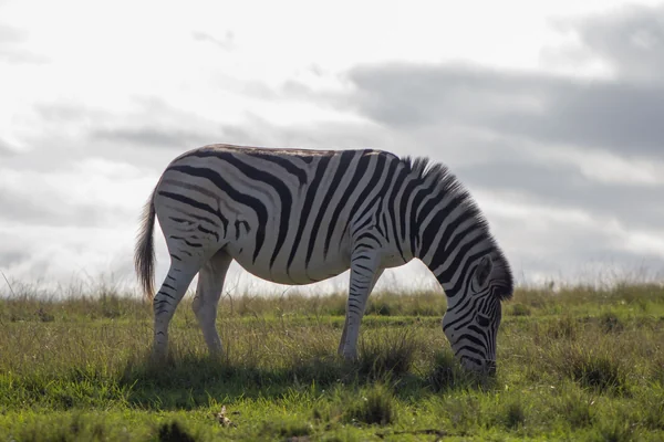 Afrika Safari