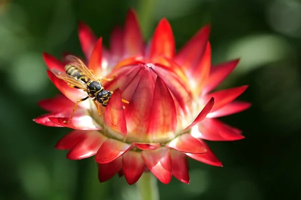 Bokeh Işık 4