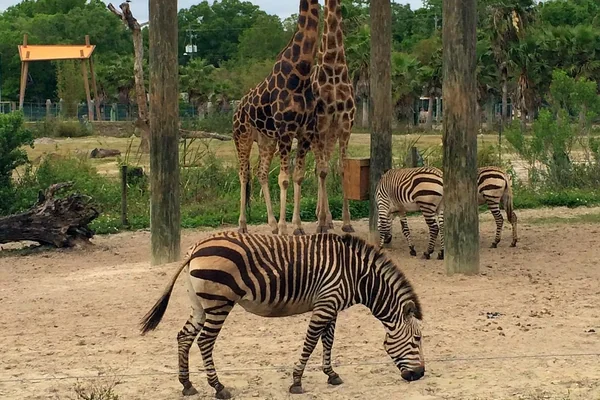 Tampa - Lowry Park Zoo - Safari Africa - Zebra & Giraffes